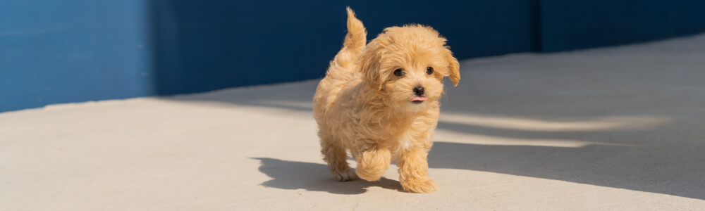 Small golden colour puppy walking